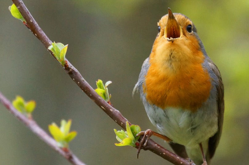 YOGA _ den Vögeln beim Singen zuhören